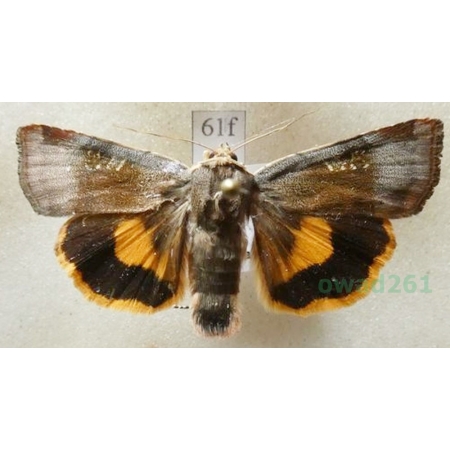 Noctua janthe (Borkhausen, 1792) Rolnica przepaska Czech61f